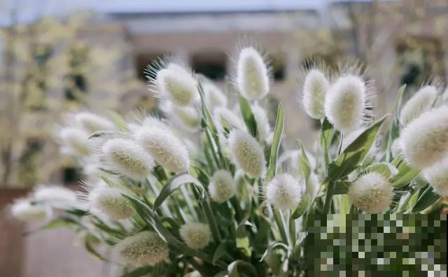 20块钱1把的花,城里人抢着要,农村特常见,别再花冤枉钱了! 20块钱1把的花,城里人抢着要,农村特常见,别再花冤枉钱了!