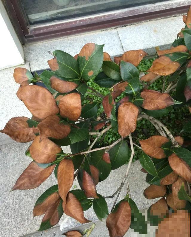 10种花一晒就死,夏天别放南阳台,小心晒成梅干菜! 10种花一晒就死,夏天别放南阳台,小心晒成梅干菜!