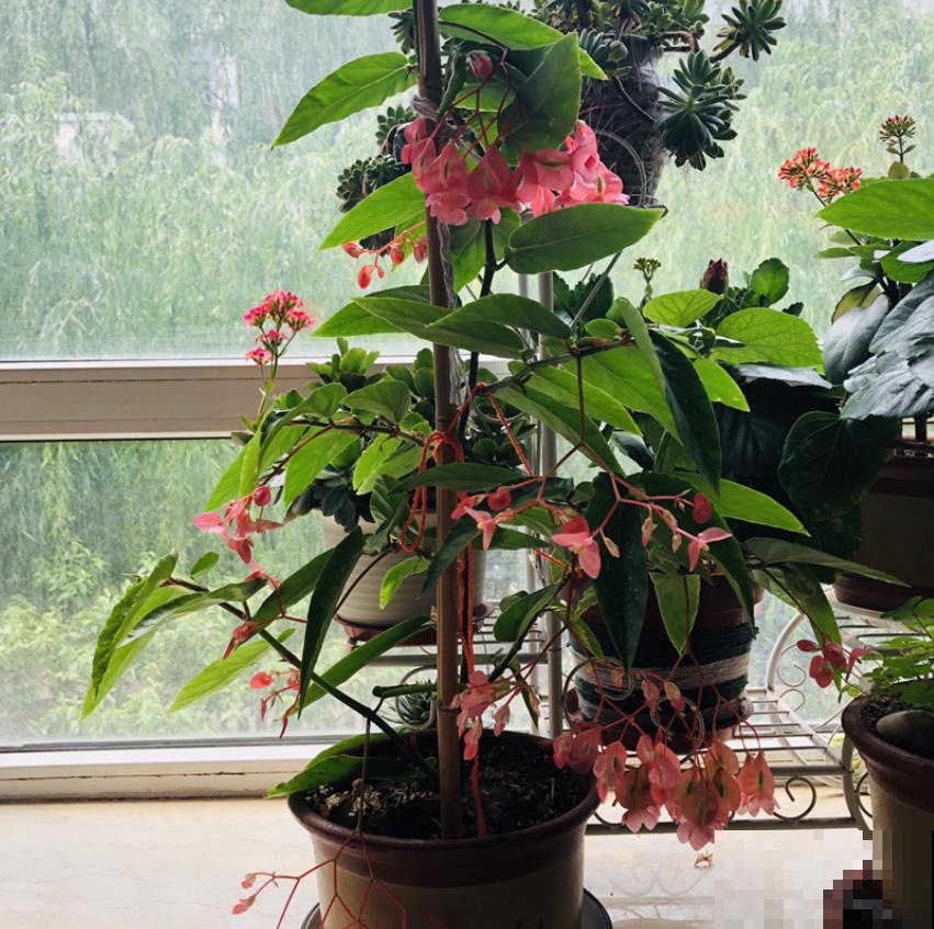 夏天浇水小技巧,不会浇水,啥花都养不活! 夏天浇水小技巧,不会浇水,啥花都养不活!