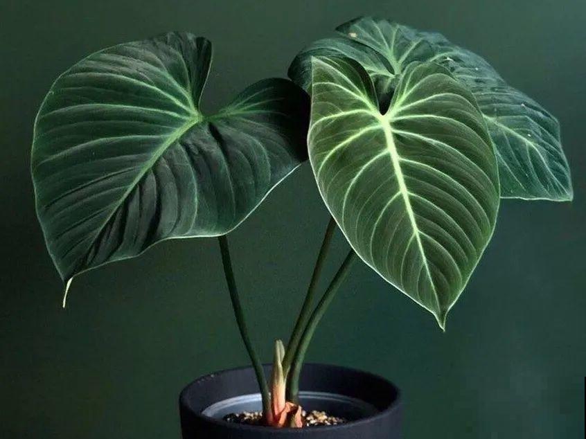 特干净的10种花,天热养一盆,家里特凉快! 特干净的10种花,天热养一盆,家里特凉快!