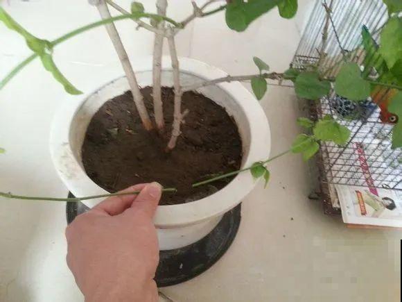 这花不用扦插，枝条往下一拉，1盆变20盆！