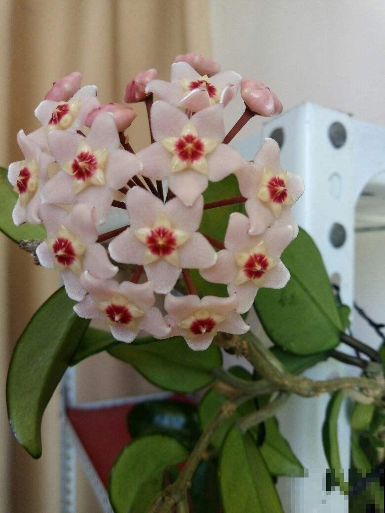 防盗窗上养这2种花，夏天遮阴又降温，开花还特漂亮