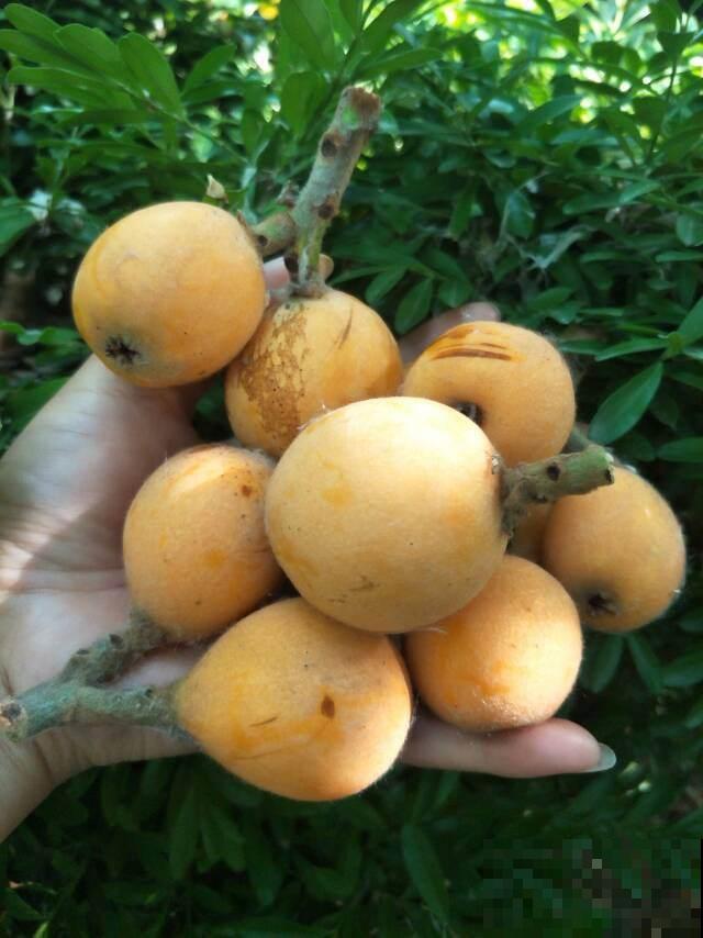 枇杷好吃又养生，里面的核埋土里，几天就发芽成苗！