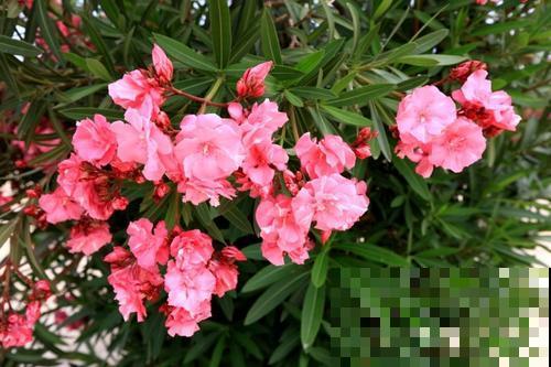 5种植物花粉有毒，不要摘下来闻，对身体不好！