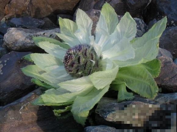 10种小众花，见过的人很少，开花比月季茉莉都美！