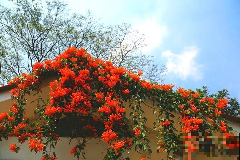 6种“红色”花,一开一大片,疯长起来拦不住! 6种“红色”花,一开一大片,疯长起来拦不住!