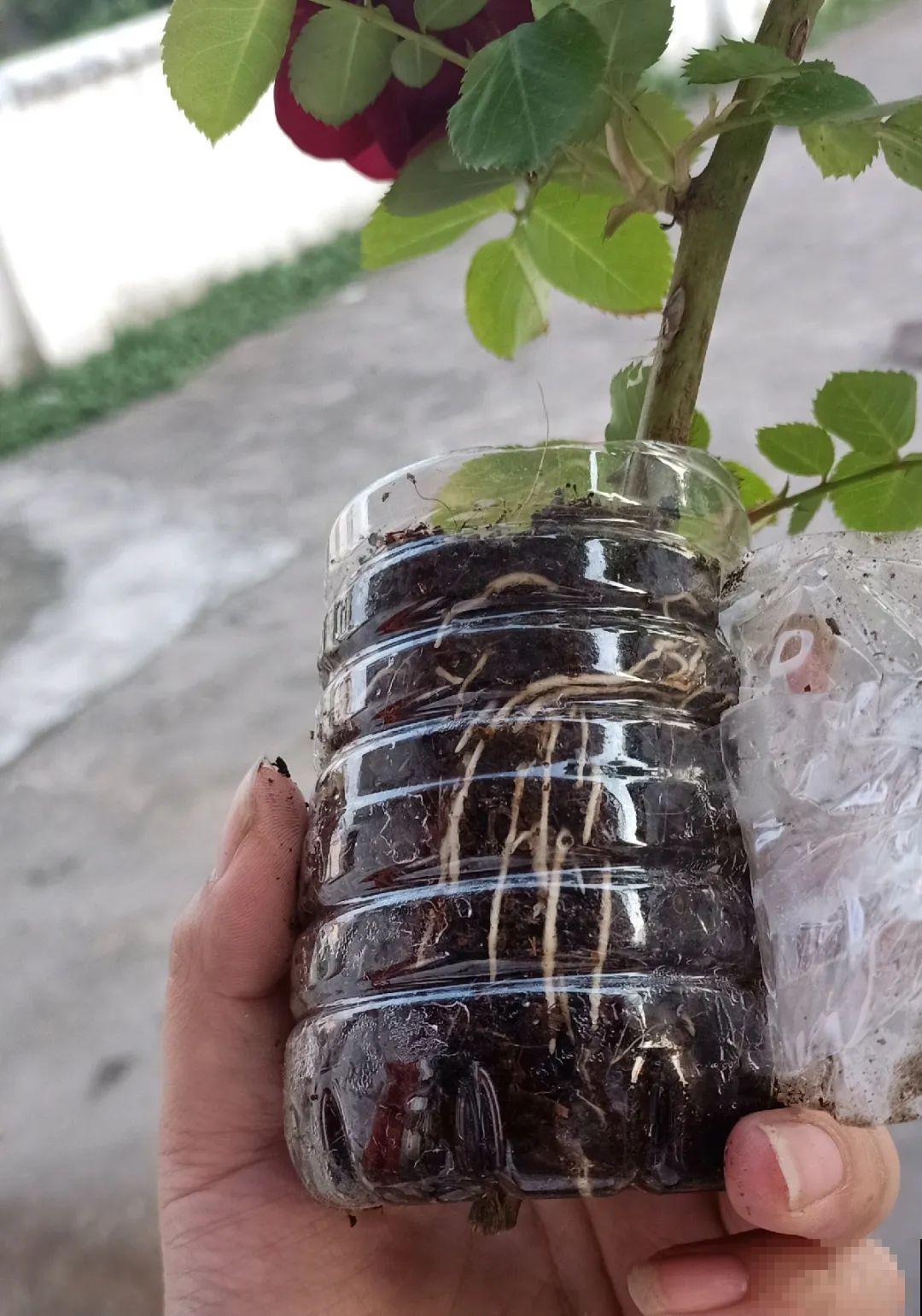 这花不用扦插，枝条往下一拉，1盆变20盆！