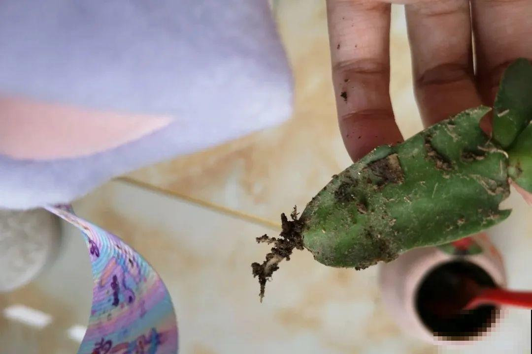 8种花夏天太容易死,现在赶紧扦插,死了也不心疼! 8种花夏天太容易死,现在赶紧扦插,死了也不心疼!