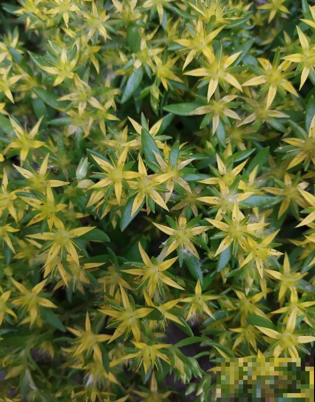 真正的花坚强,墙缝、地缝都能长,开花特别旺! 真正的花坚强,墙缝、地缝都能长,开花特别旺!