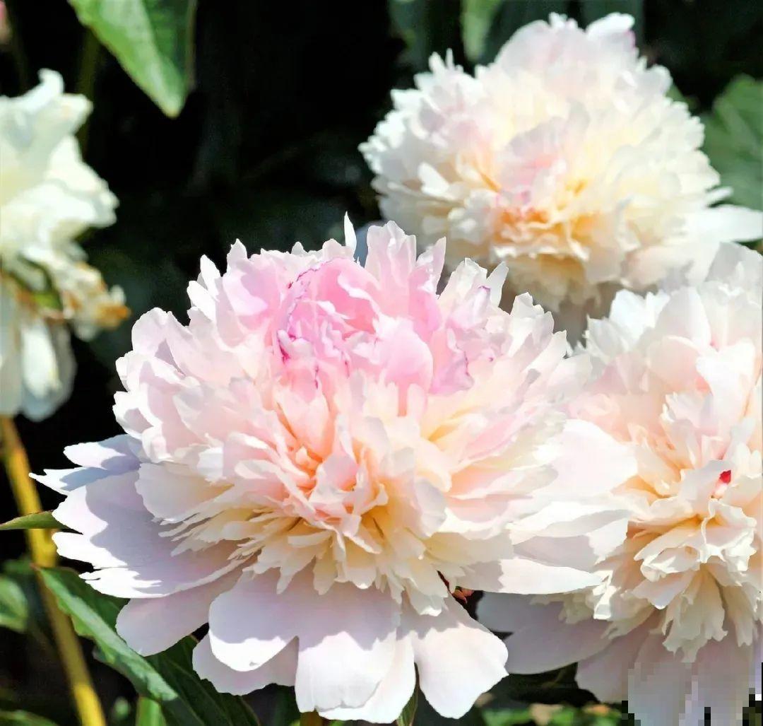 老外培育的芍药花，花苞比鸡蛋大，一朵能开一个月！