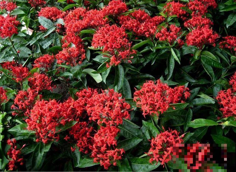 6种“红色”花,一开一大片,疯长起来拦不住! 6种“红色”花,一开一大片,疯长起来拦不住!