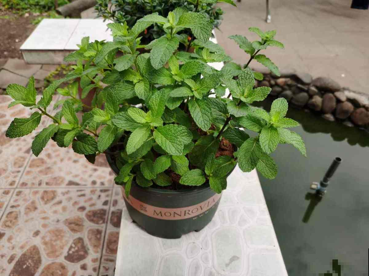 夏天扦插4种花,生根特容易,新手也能插活 夏天扦插4种花,生根特容易,新手也能插活