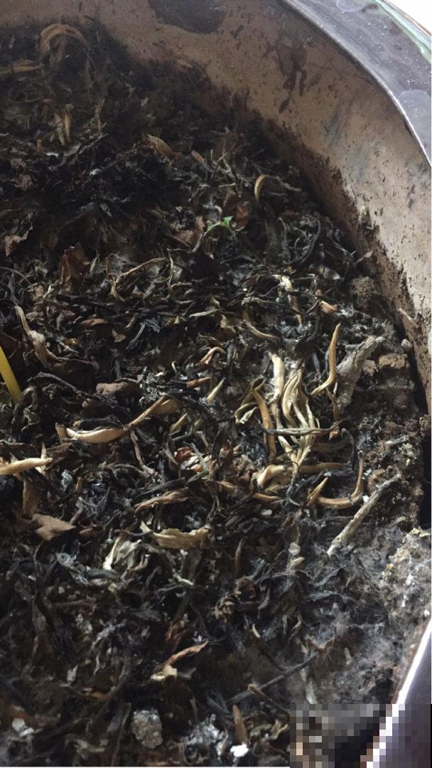 茶叶渣不要丢,掺点水捂一捂,肥效特充足 茶叶渣不要丢,掺点水捂一捂,肥效特充足