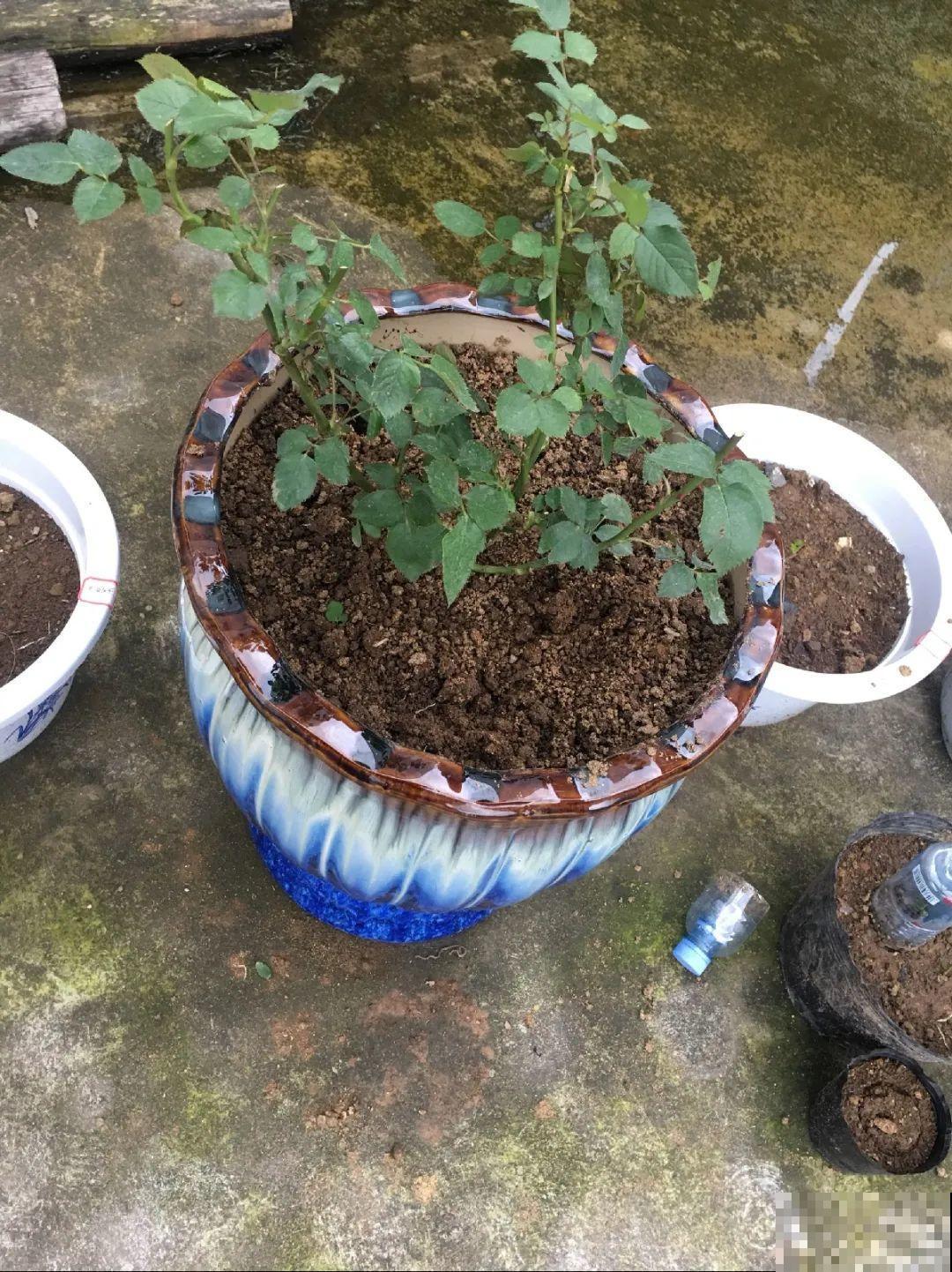 5种花盆养花,怪不得都死了,全是样子货! 5种花盆养花,怪不得都死了,全是样子货!