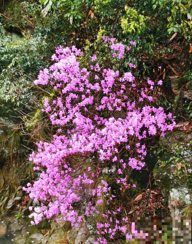 地栽的花就是强大，屋外疯长一院子，屋内孱弱不开花