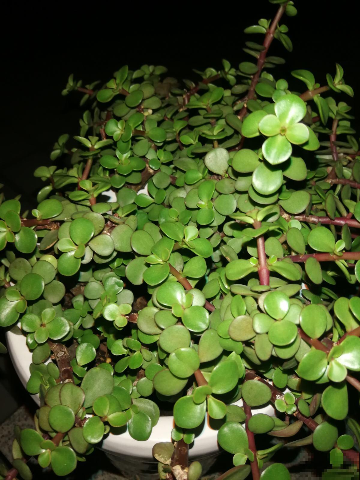 3种招财树,掰个枝条插水里,半个月长出大白根 3种招财树,掰个枝条插水里,半个月长出大白根