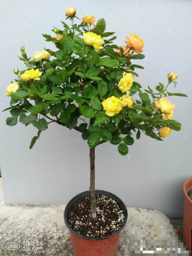 花出现黄叶打蔫，千万别扔，还能救回来！