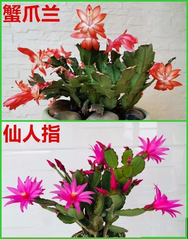 玫瑰月季傻傻分不清，教你怎么辨别，别买到假货了！