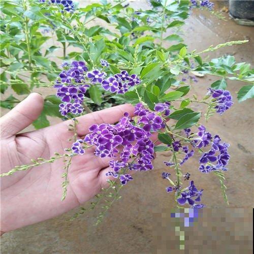 家养一棵蕾丝金露花,盛放时像打翻香水瓶,楼上邻居都闻到! 家养一棵蕾丝金露花,盛放时像打翻香水瓶,楼上邻居都闻到!