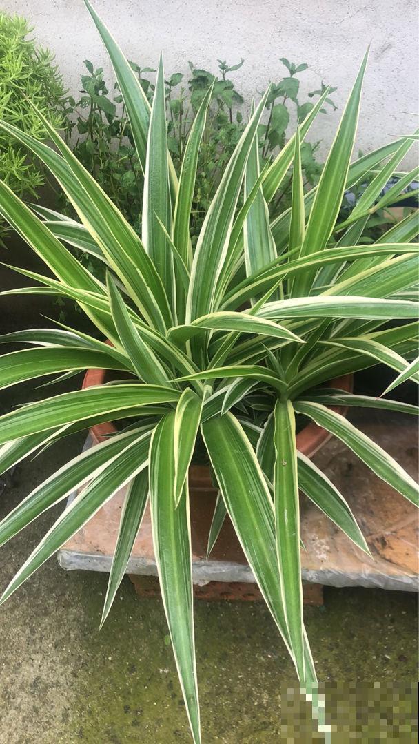 端午之后，君子兰要挪到阴凉地儿，不然叶子又黄又干枯