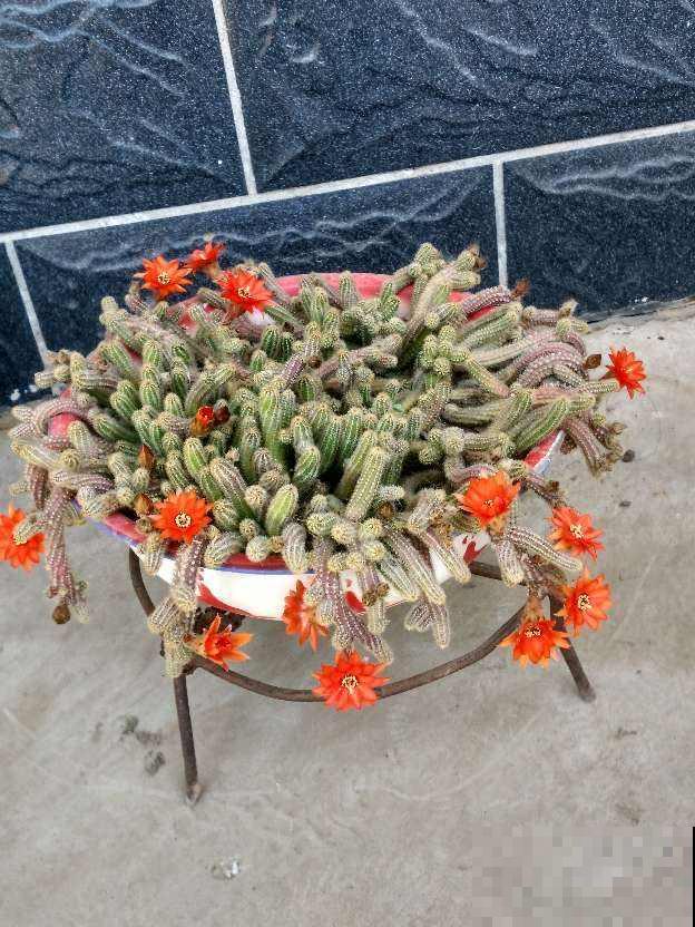 家里养盆“尾巴花”，开花毛茸茸，养一盆太吸睛