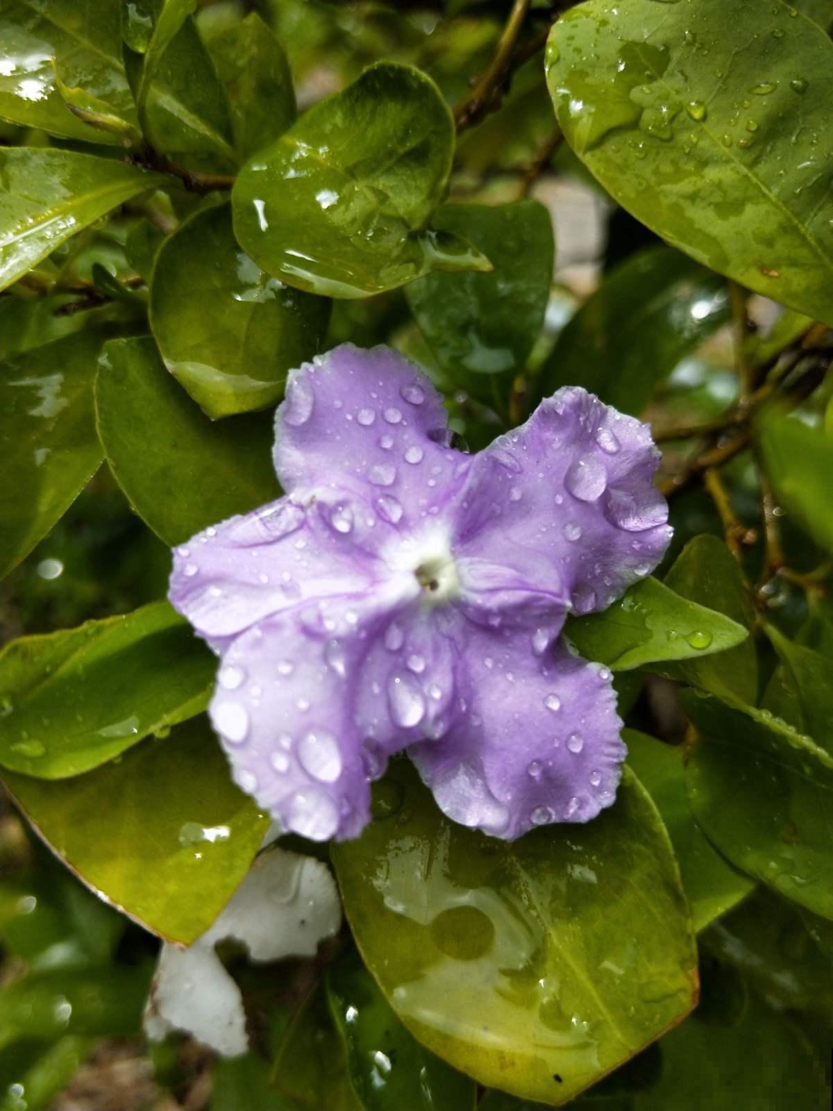 鸳鸯茉莉很神奇，花瓣是变脸大师，白天晚上是两个色！