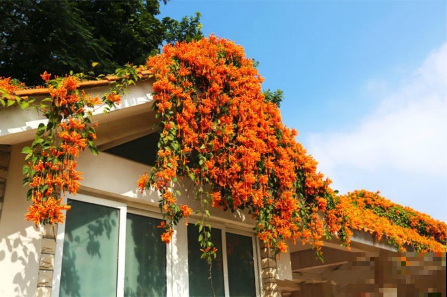 6种“红色”花,一开一大片,疯长起来拦不住! 6种“红色”花,一开一大片,疯长起来拦不住!