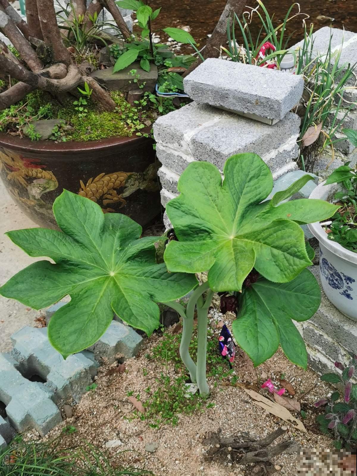 叶子像把遮阳伞,亭亭玉立宛若旱地莲叶,开花独特! 叶子像把遮阳伞,亭亭玉立宛若旱地莲叶,开花独特!