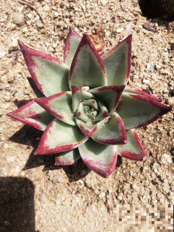 夏天的多肉也漂亮,主要得选对品种,这8种最合适 夏天的多肉也漂亮,主要得选对品种,这8种最合适