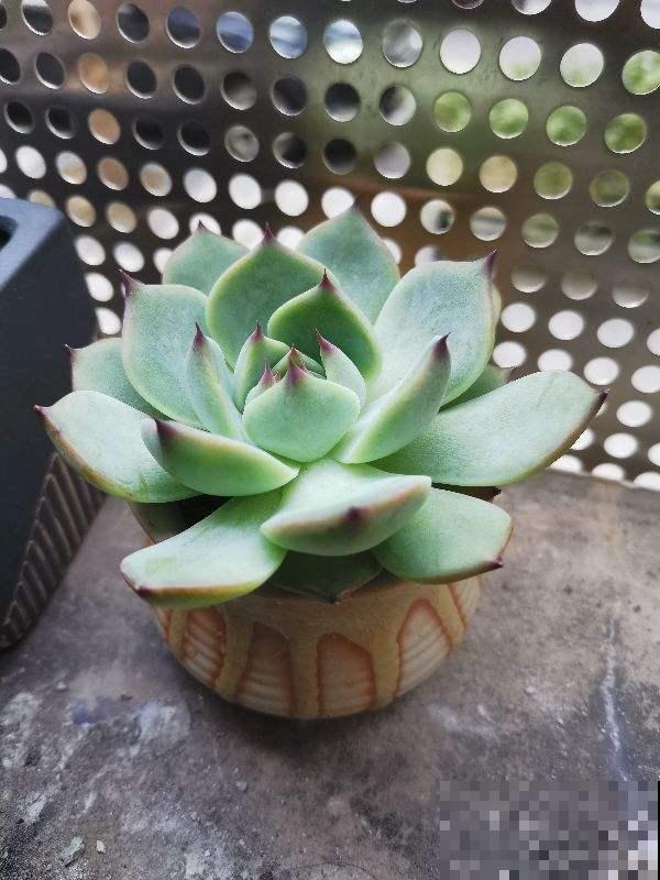 多肉夏天易出问题,注意这几点,安心度夏无压力 多肉夏天易出问题,注意这几点,安心度夏无压力