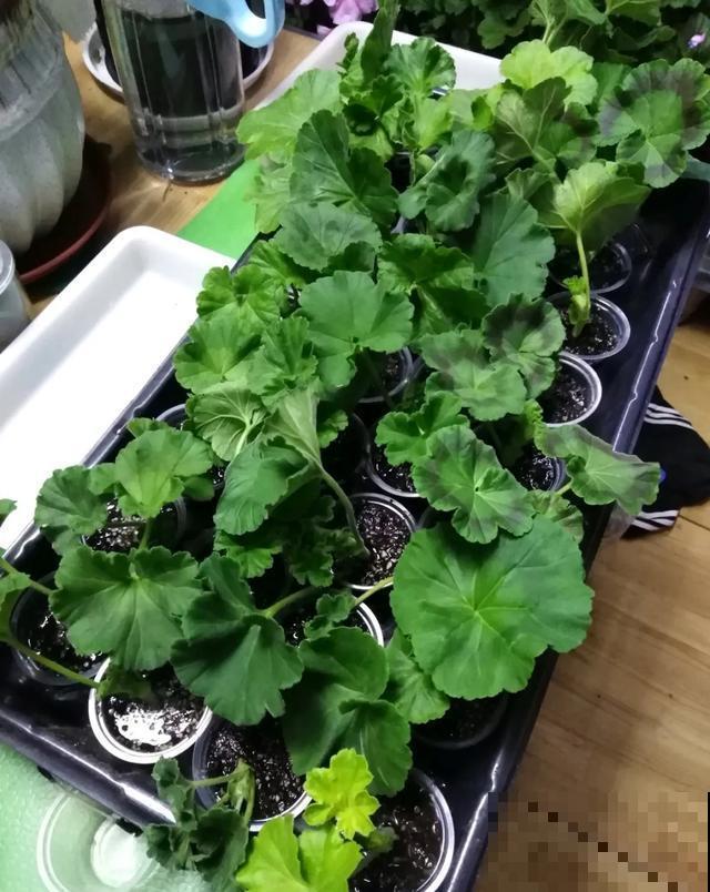 天热扦插3种花,成活率很高,2周就冒大白根! 天热扦插3种花,成活率很高,2周就冒大白根!