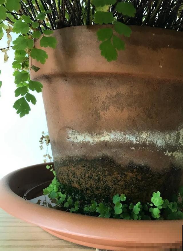 绿萝吊兰扔了,养这7种花,夏天最清凉! 绿萝吊兰扔了,养这7种花,夏天最清凉!