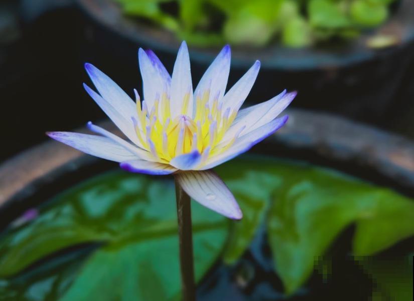 这花是佛教名花，出尘脱俗，见花保吉祥！