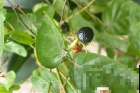 这花都是潜力股，开完种子一大把，千万别剪了！