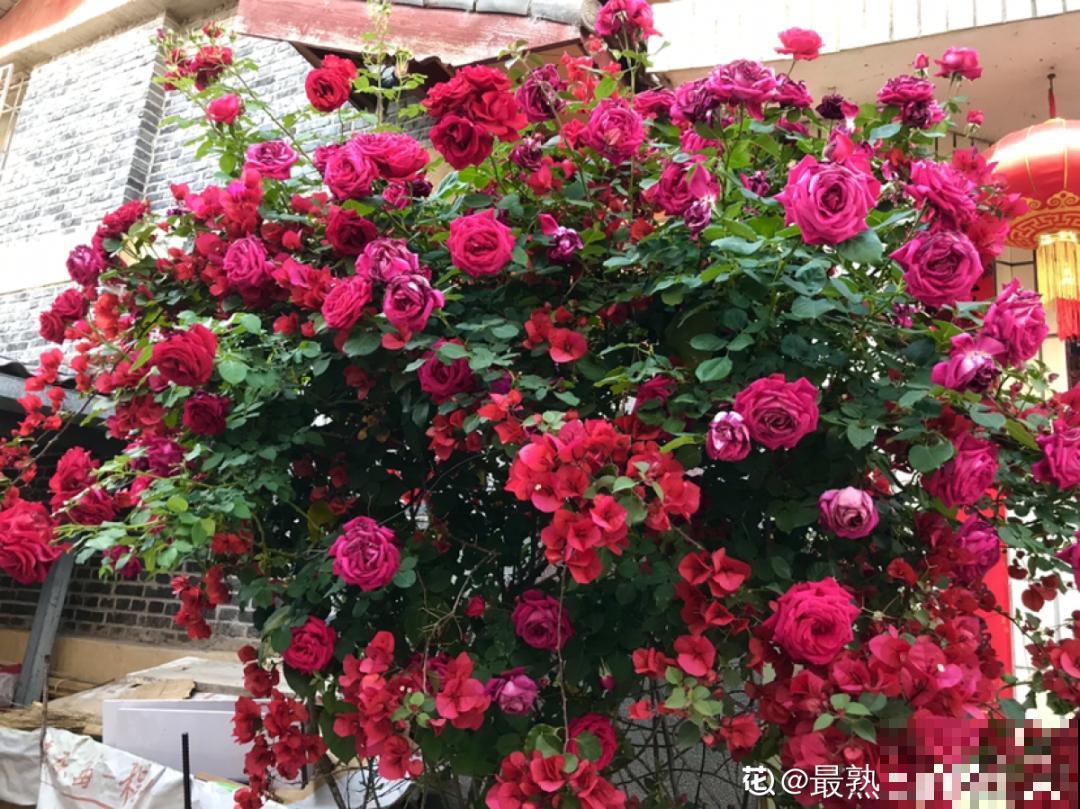 1根绳子扯一下，枝条冒出20个芽，一不小心拉断了！