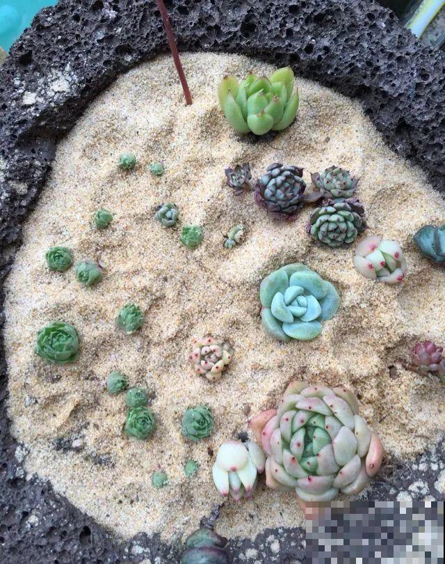 7种不起眼的小东西，拿来养花，根长得特壮