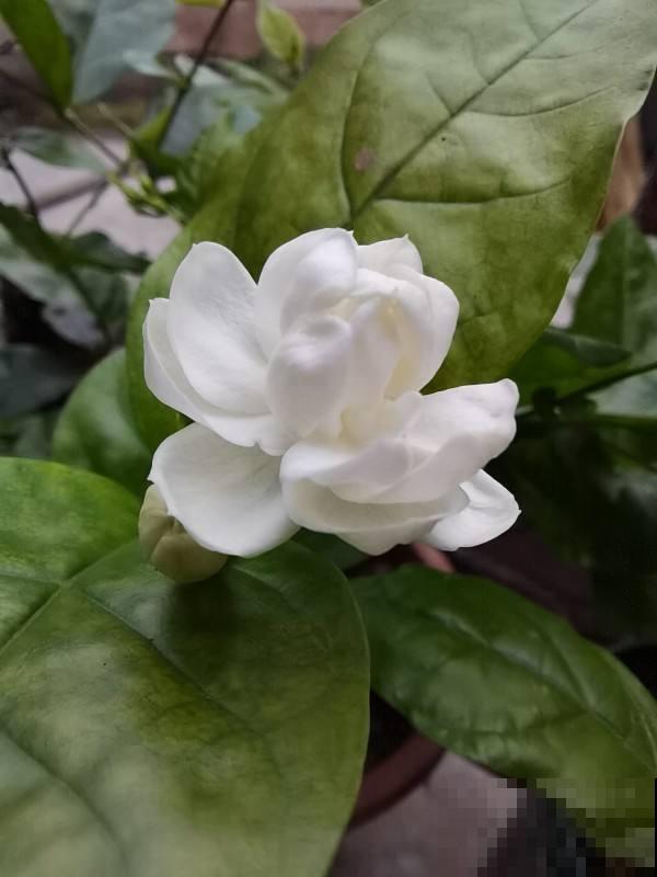 养了十年的茉莉结满种子,花友惊喜交加,赶紧播种出十几棵! 养了十年的茉莉结满种子,花友惊喜交加,赶紧播种出十几棵!