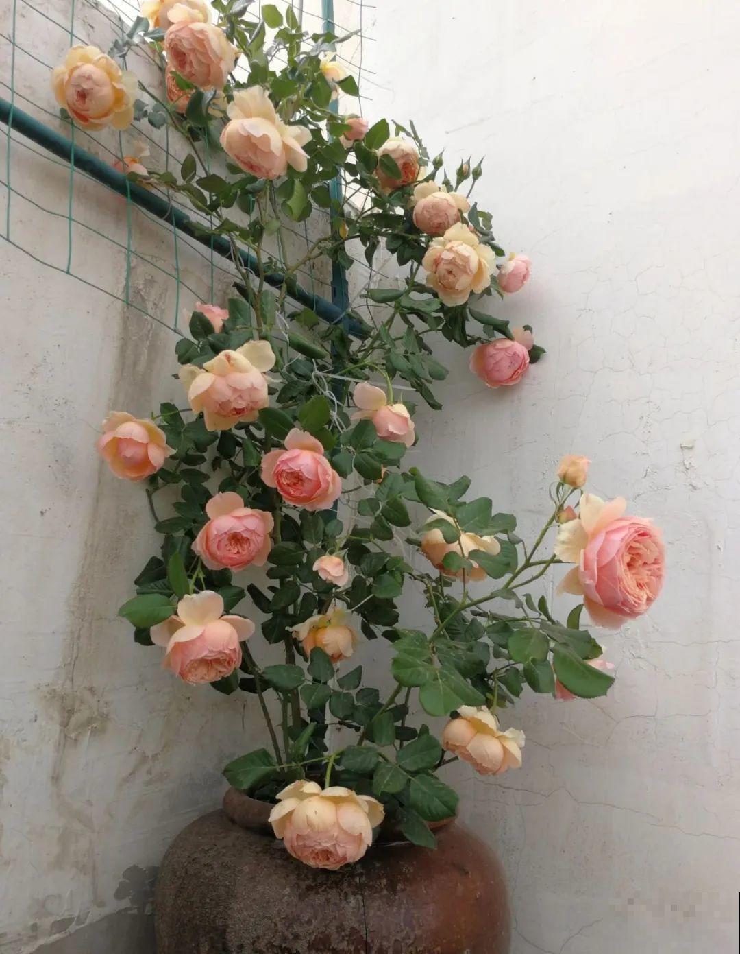 咸菜坛子先别丢,拿来养花,盆盆养成小树,太震撼 咸菜坛子先别丢,拿来养花,盆盆养成小树,太震撼