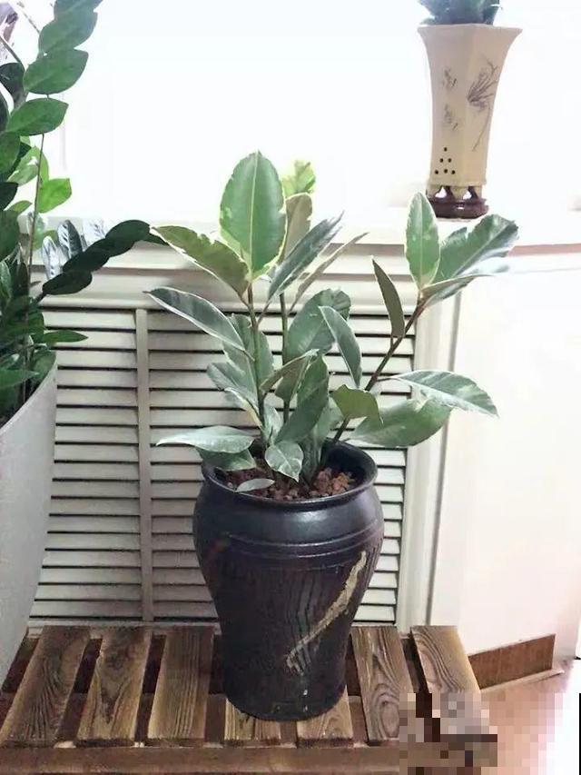 橡皮树叶子像艺术品，放阴凉地儿长得更旺，摆客厅能镇宅！
