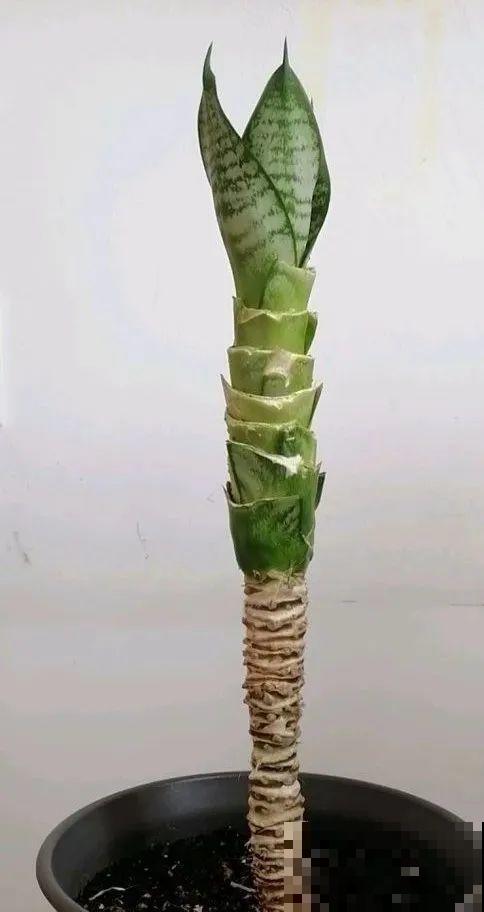虎皮兰,红掌,吊兰养成老桩,变成大树,真壮观! 虎皮兰,红掌,吊兰养成老桩,变成大树,真壮观!