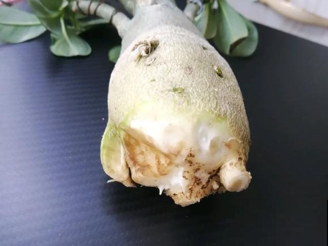 夏天潮湿闷热，一不小心花就烂根，看准时机砍掉，照样长出新叶子