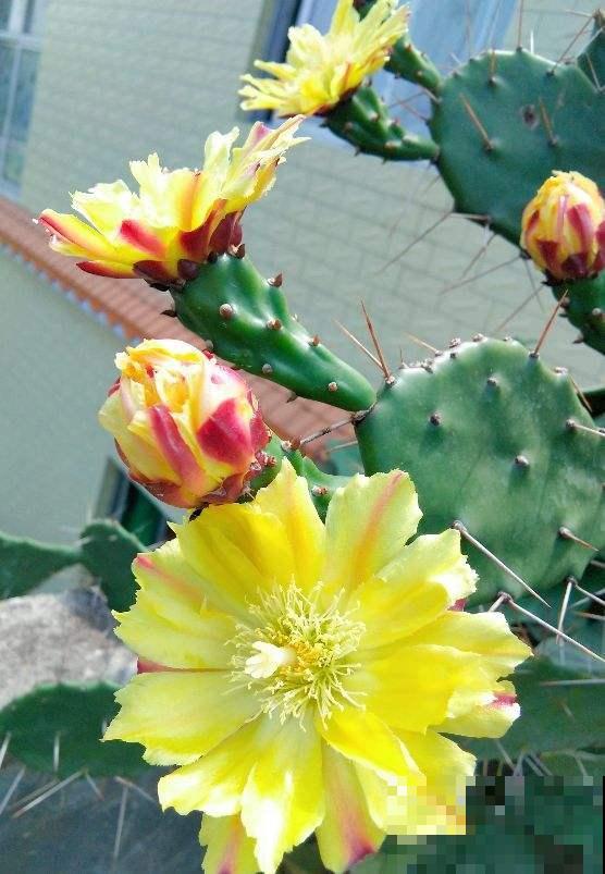 扎手的仙人掌,身上长满硬刺,这些刺有大作用 扎手的仙人掌,身上长满硬刺,这些刺有大作用