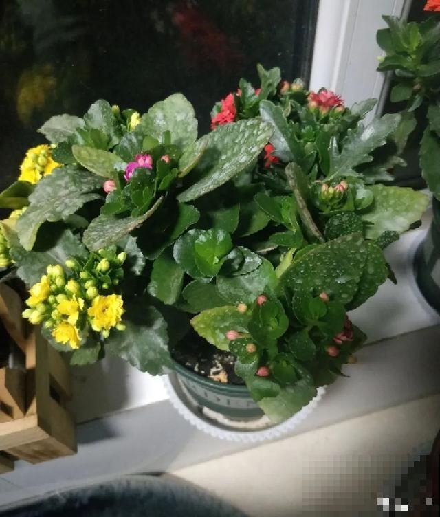 夏天潮湿闷热，一不小心花就烂根，看准时机砍掉，照样长出新叶子