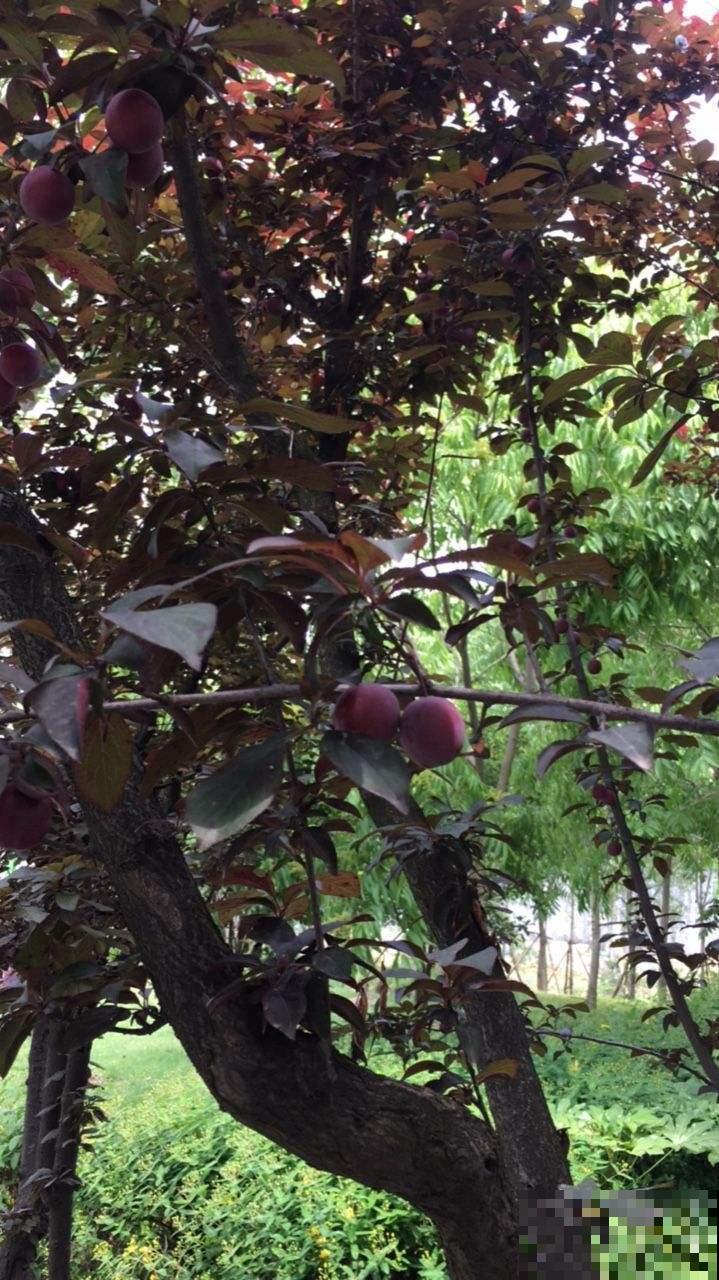 紫叶李模样好看还能结果,清甜可口人人爱,自己种一棵吧! 紫叶李模样好看还能结果,清甜可口人人爱,自己种一棵吧!