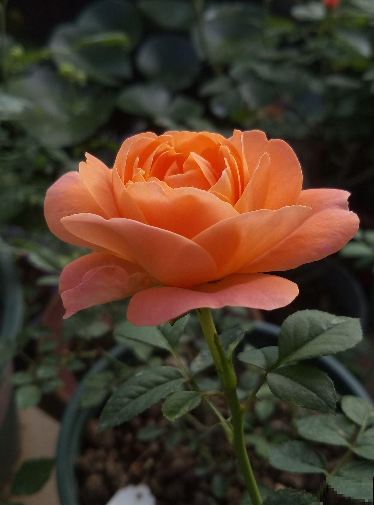 5种花不能闷,否则叶子长斑,掉叶成光杆 5种花不能闷,否则叶子长斑,掉叶成光杆