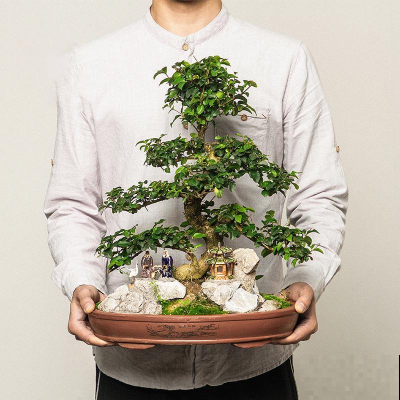 7种花，就得小盆养，盆越小水越少，长得更快