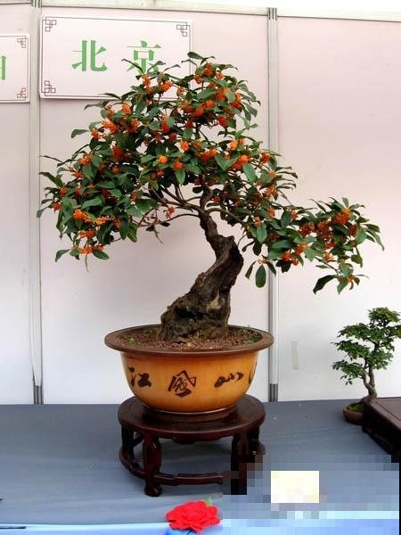 极品水果盆景,黄澄澄的果子挂满枝,太诱人了! 极品水果盆景,黄澄澄的果子挂满枝,太诱人了!