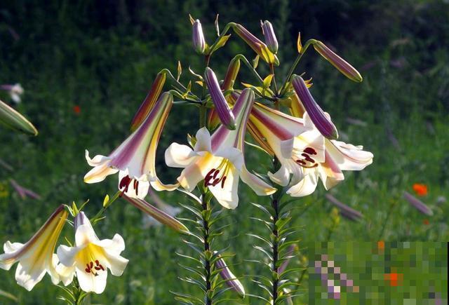 百合花品种那么多,这些中国原生百合,你见过几种? 百合花品种那么多,这些中国原生百合,你见过几种?