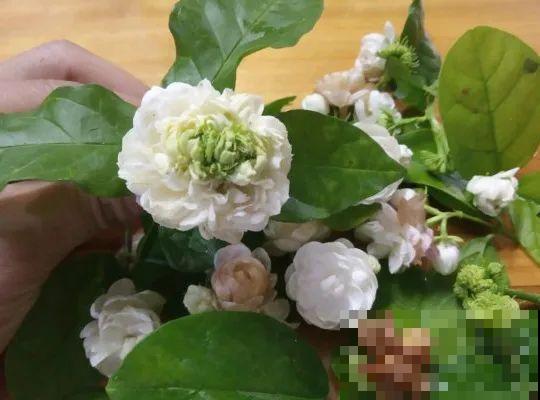 茉莉花后赶紧剪,剪完就开花,一直剪一直开! 茉莉花后赶紧剪,剪完就开花,一直剪一直开!