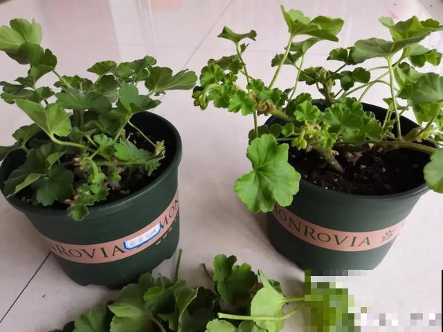 夏天花会休眠,别施肥,否则都毒死了 夏天花会休眠,别施肥,否则都毒死了